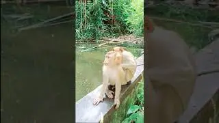 monkey short tail #monkey