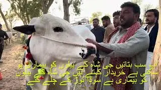 Fatehjangi bull 13lakiya jora sale shah G sale collection 2025