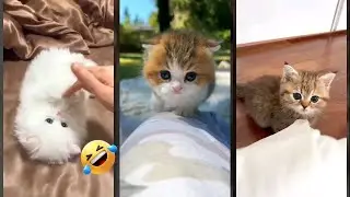 Funny Pets 🐈&zwj;⬛ cats meowing 🐱 #worldofanimals #9472