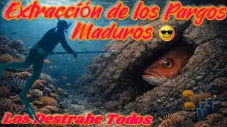 PARGOS MADUROS ( EXTRACCI&Oacute;N) #pescasub #spearfishing #sea #ocean #snapper #love #youtube #shorts 