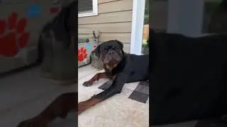 3 things I am SO good at: #rottweiler #rottie #rotties #rottweilers #funny #pets #cutedog #cute