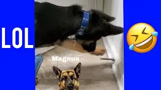 GERMAN SHEPHERD PUPPY VS DOOR STOPPER