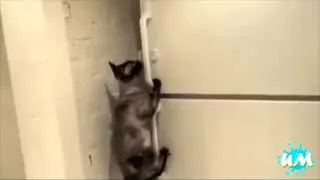 Cat opens refrigerator