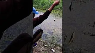 snakehead fishing🎣🐠 #shorts #fishing #Ak @desifishing
