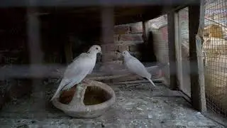 Khumra Breeding Farm | Dove Farming | You Bird Tv