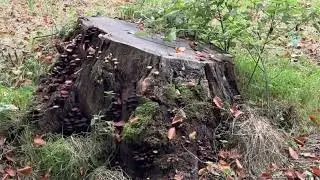 Landgoed de Horsten, Seringenberg. 