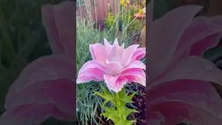 Double Oriental Lily 🌸Sarah Bernhardt🌸 #flowers #garden #nature #cottagegarden #MonGardenNook