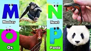 ABC Animals song | Alphabet Song for Kids | Fun Learning Video | Koko Study Class 2026