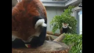 Red panda Cute video in Japan! Eating Baby Dancing Scared Barking Food