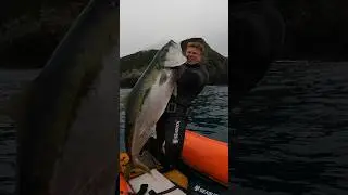 MASSIVE Yellowtail Kingfish on Speargun Freediving! #spearfishing #fishing #freediving