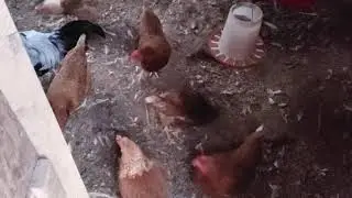 Increase In Egg Size After Adding Rooster To Flock