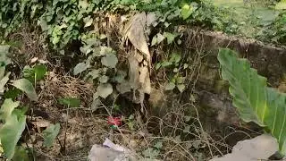 Land for sale next to the road #badkulla #nadia #india #7864875504whatsapp
