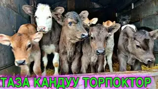 СҮТ ЭМ ПАРОДА ТОРПОКТОР ЖОЛГО АЗЫР ЧЫКТЫ 🤯 #байтв 
