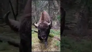 Вот почему никогда нельзя подходить к диким животным! ☝️