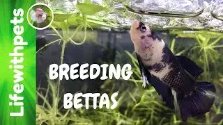 Breeding Our Betta Fish (Episode 1)
