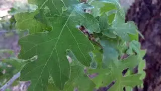 Gambel Oak