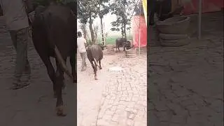 बेचैनी नहीं है चाहे 2 करोड़ दे #baffalo #cow#dairyfarm#dairy #explore #shortvideo #trending #farming