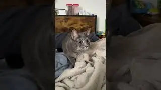 Каково это &mdash; спать с кошкой на самом деле | The Dodo