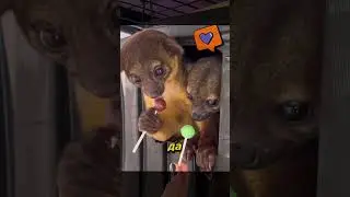 Кинкажу - интересные факты #shorts #животные #интересно