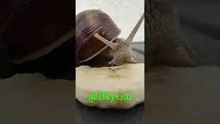 Snail vs Banana #shorts