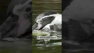 Why You Should NEVER Touch a Penguin's Skin 😳🐧 | #NatureNest