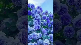 #natural #flowers #naturephotograph #rose #naturalrose #youtube #youtubeshorts
