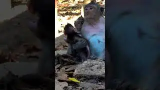 Quality animal footage - best monkey moments 🐵🐒🙊#monkey #wildmonkey #babymonkey #cutemonkey #animal