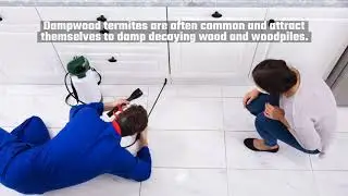 Preparing for termite season with pest control in Weston | Accurate Pest Control Inc.