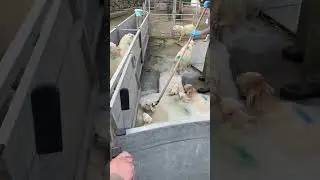 BORDER COLLIES: How We Use Them to Make Sheep Dipping Easier