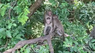 Family monkey in the wild zone - Special place for animals 