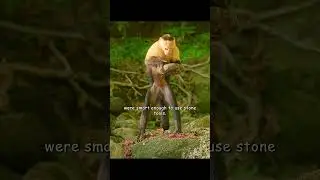 Capuchin Monkey struggles. #wildlife #animals #nature #mammals #monkey #life #shorts #video #viral