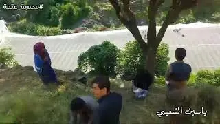 موسم الحشيش  في محميميه عتمه ذمار العصر بعد الحشيش