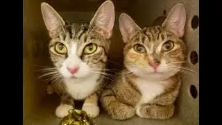 ACCT Philly Offsite: Morgana & Marina (ADOPTED!)