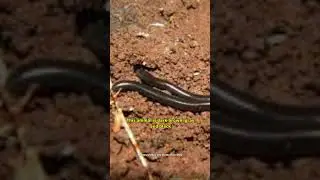 Slender Blind Snakes