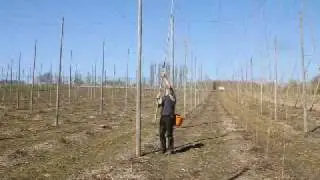 Hop Stringing in Rural Kent, UK