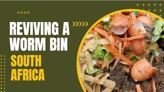 Reviving a Worm Farm in South Africa