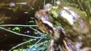 Cane Toad eggs can kill your fish!
