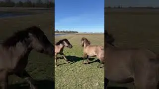 When Wild Horses Clash: Raw Nature Unfolds #wildhorses #horses #arabictrap #edit #recommended #horse