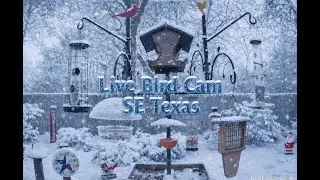 Live Bird Camera of South East Texas