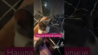 Кот Павлик #shorts, #youtubeshorts, #viral, #trending, #тревел, #foryou, #funny, #сша, #америка