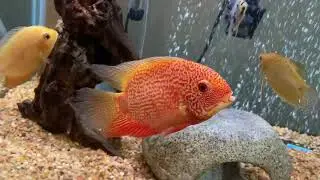 Fish Family: Green, Gold, & Red Spotted Severums