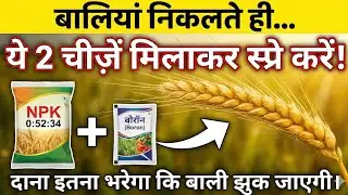 बालियां निकलते समय ये 5 गलतियाँ कीं तो 40% पैदावार खत्म | Wheat Crop Critical Stage Guide