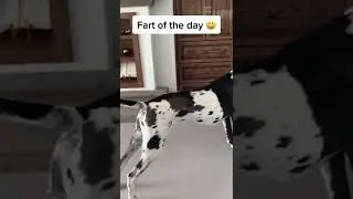 Dog Swing Her Own Body Shows In Home,,,,Vedikai Animal Video # Shorts