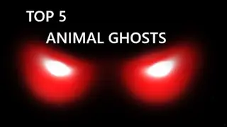 Top 5 Animal Ghost Sightings! (Halloween Special)