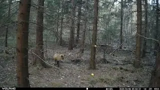 Wolfang WT03 Trail Cam: Fox, Nacka Naturreservat