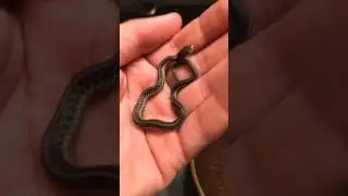 Serpiente Garter&ndash;No come roedores #Shorts. /@flixxpian69