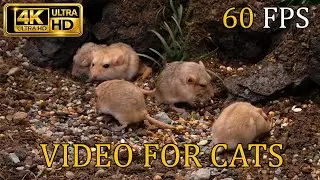 [NO ADS, NO AI] Cat TV for Cats to Watch 😺 Mouse & Gerbil Rocks Party &ndash; 4K 60FPS