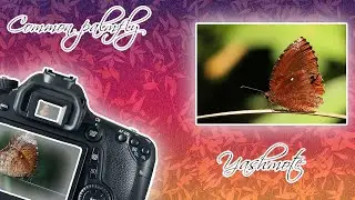 New guest of our backyard common palmfly