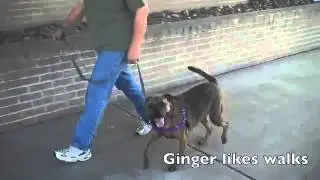 Ginger available for adoption at the Austin Humane Society