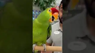 🦜 Premium Bird Mix Showdown | &ldquo;I Want Lunch, Not a Vacation!&rdquo; 😂